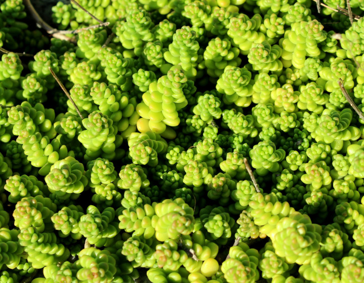 sedum 4495183